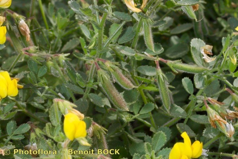 Ononis hebecarpa other