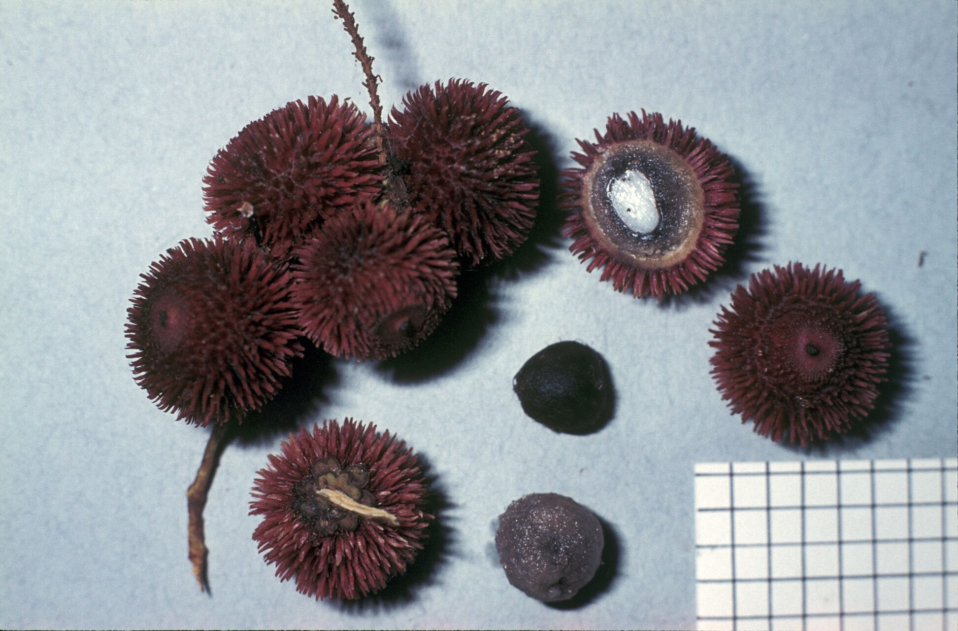 Bactris constanciae fruit
