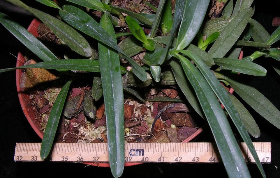 Maxillaria friedrichsthalii leaf