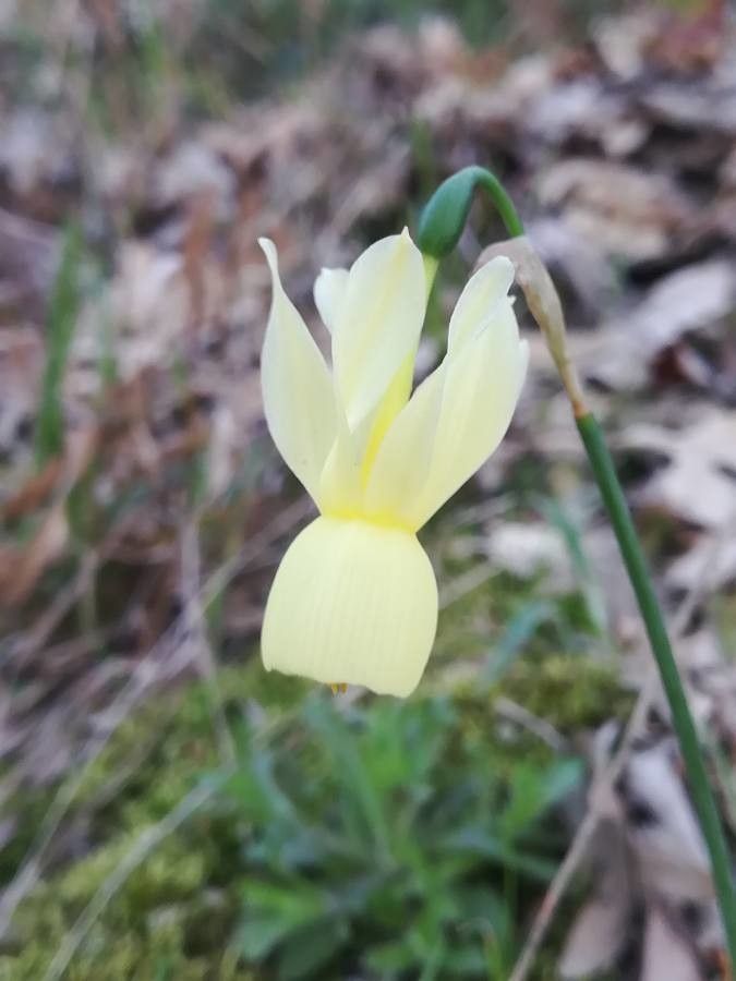 Narcissus triandrus flower