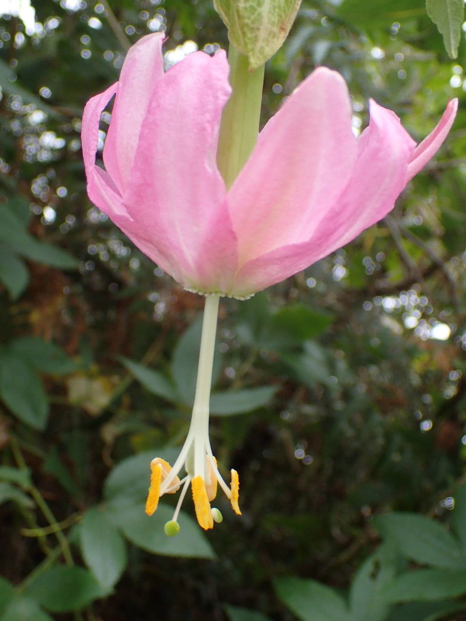 Passiflora tarminiana flower