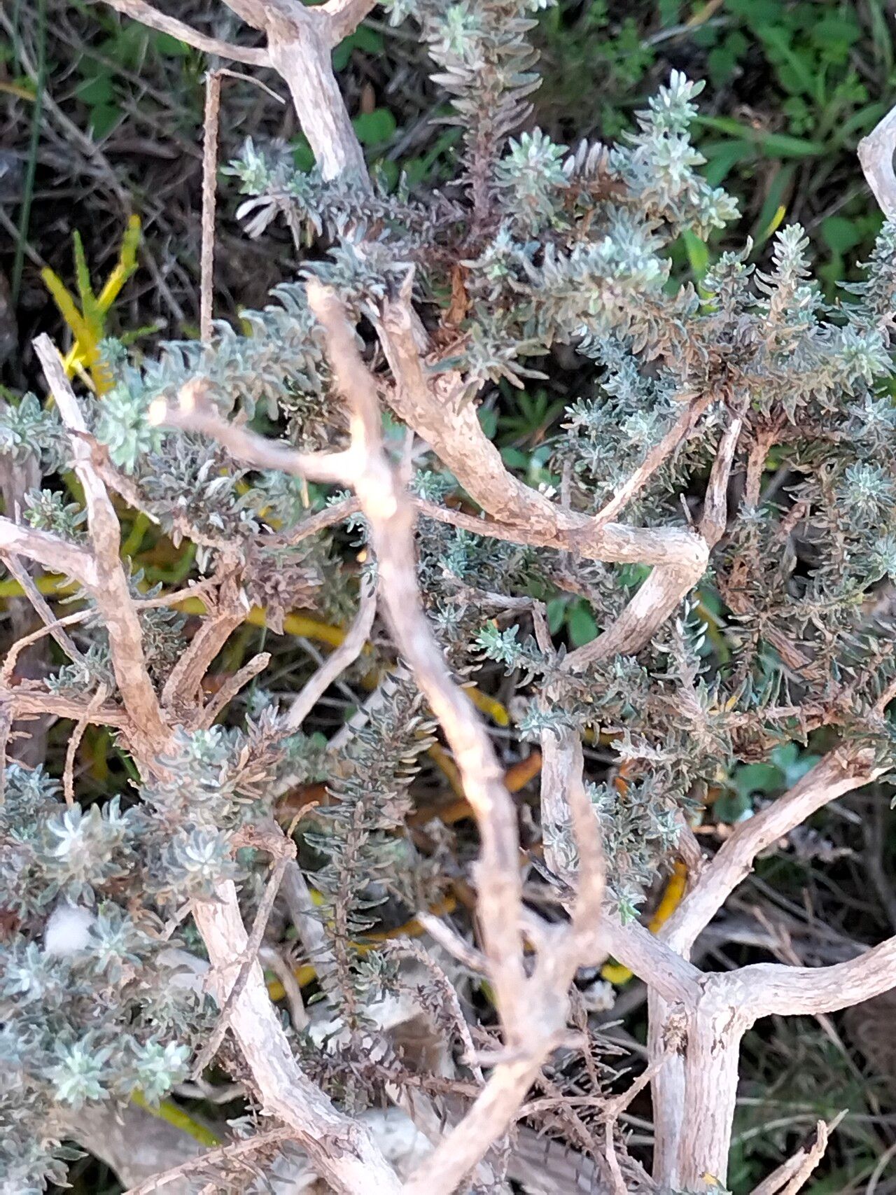 Eriocephalus racemosus habit