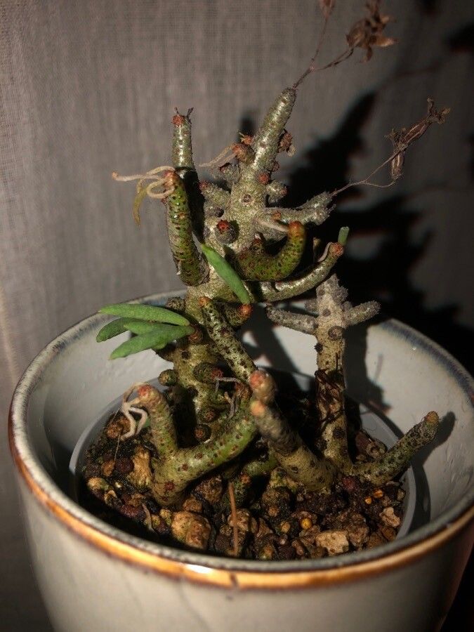 Cotyledon woodii bark