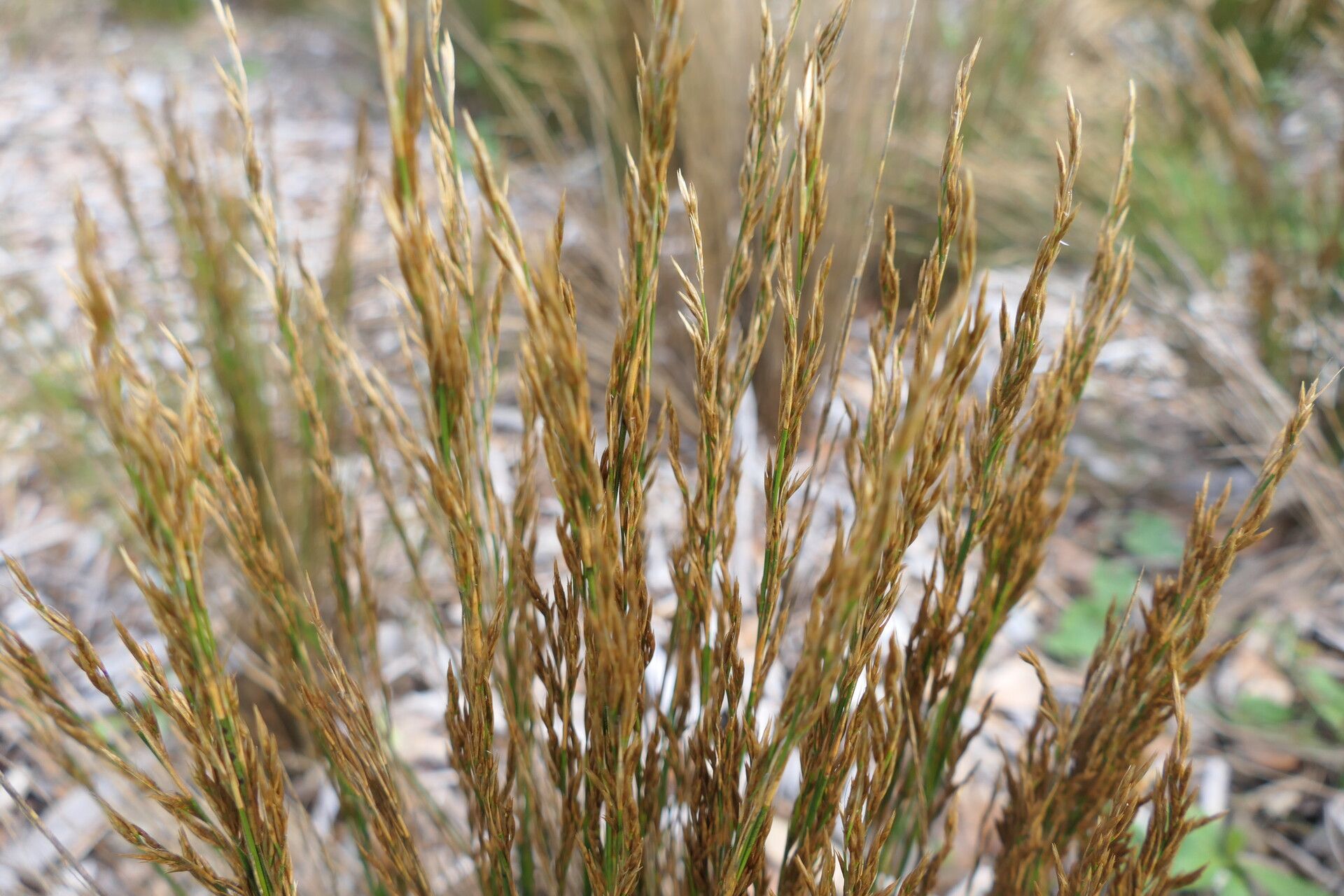 Restio festuciformis — related species from the same genus