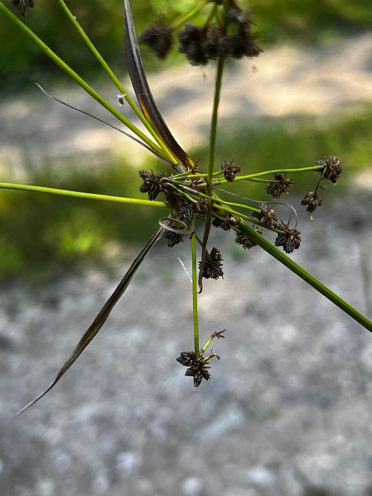 Scirpus hattorianus fruit