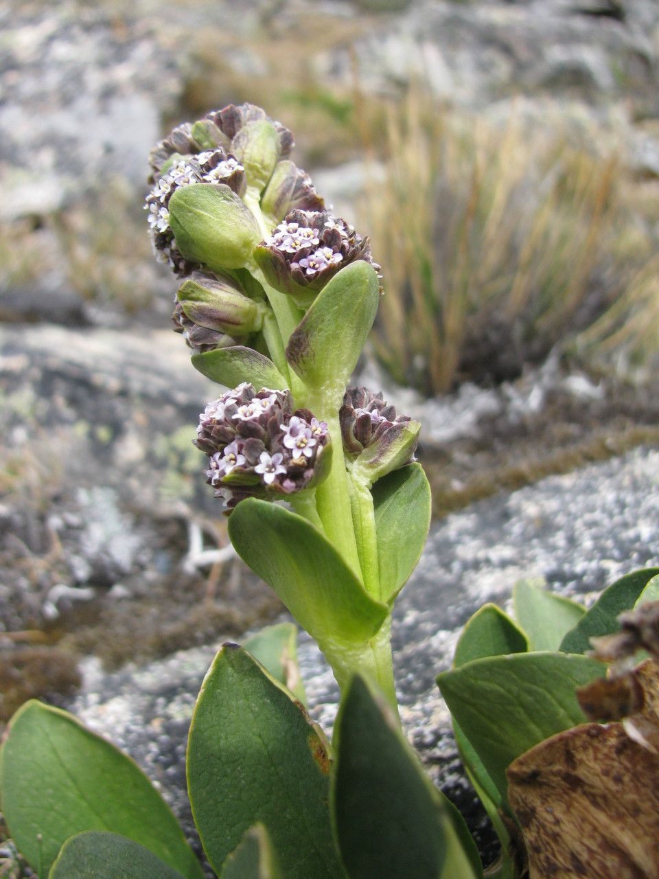 Valeriana nivalis flower
