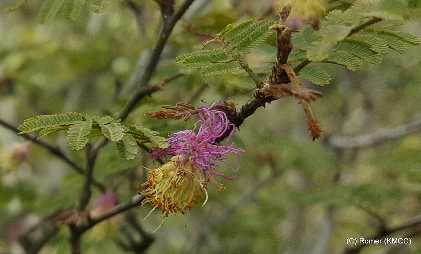Dichrostachys tenuifolia — houseplant care guide