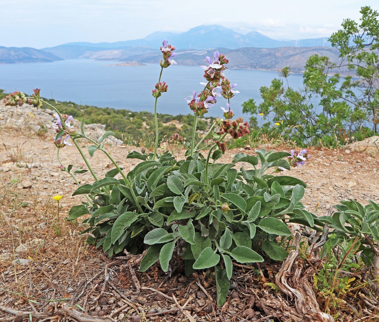 Salvia pomifera habit