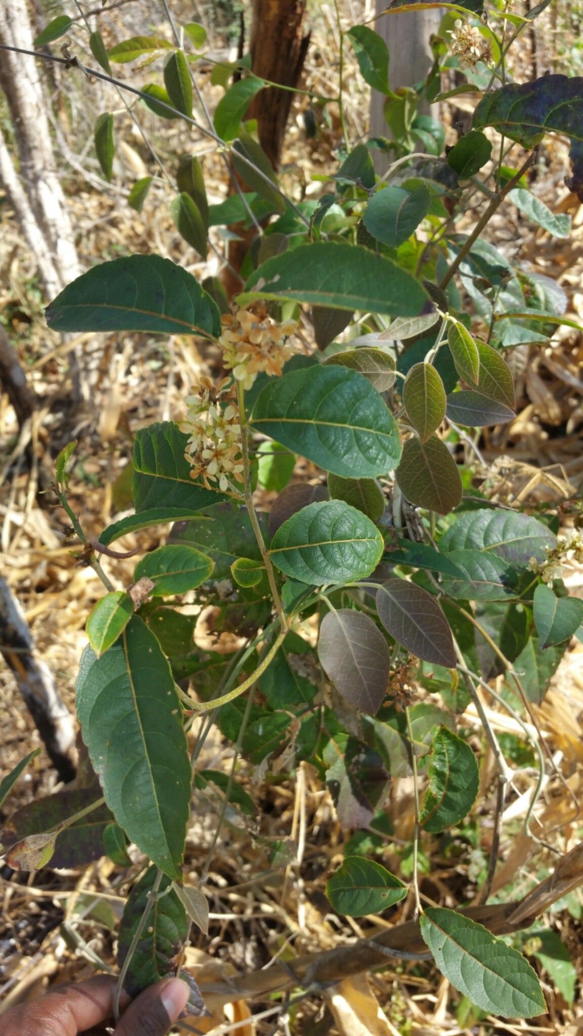 Homalium albiflorum — related species from the same genus