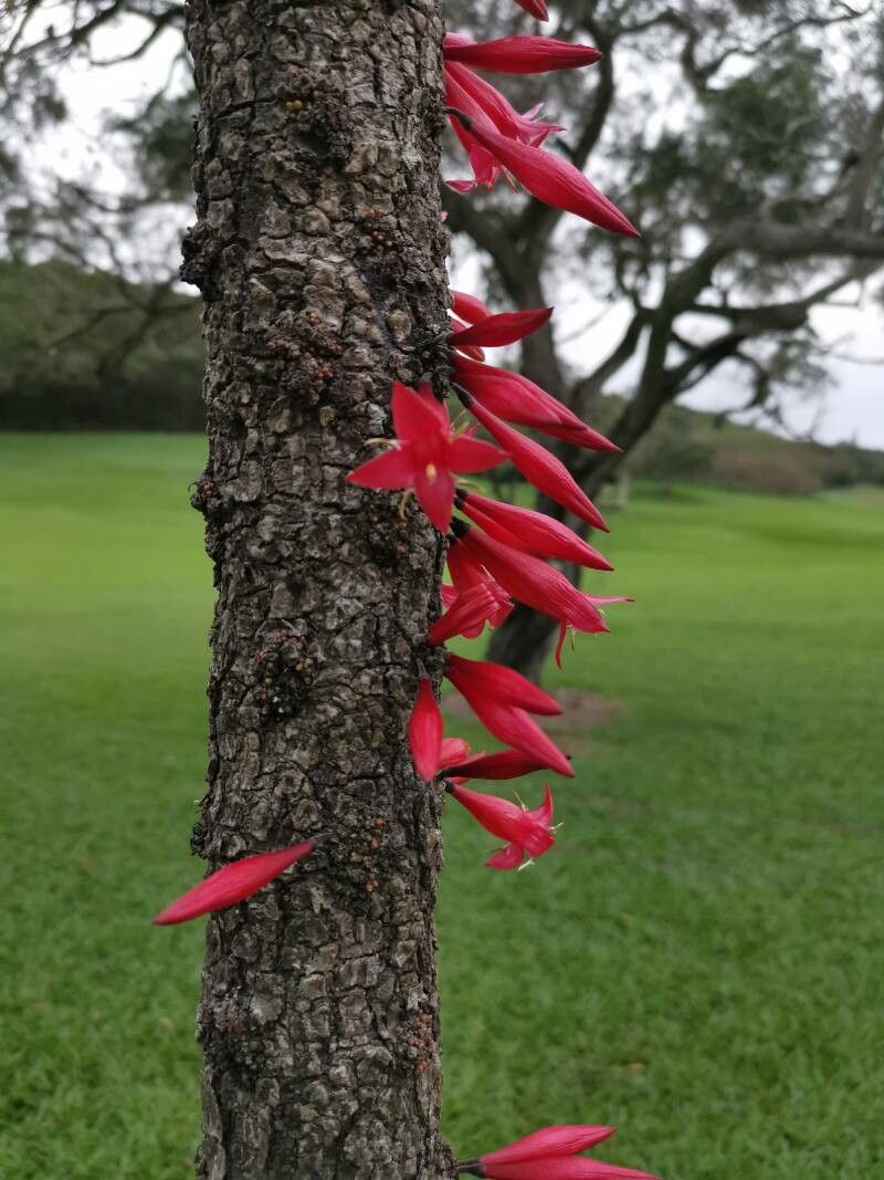 Ixora margaretae bark