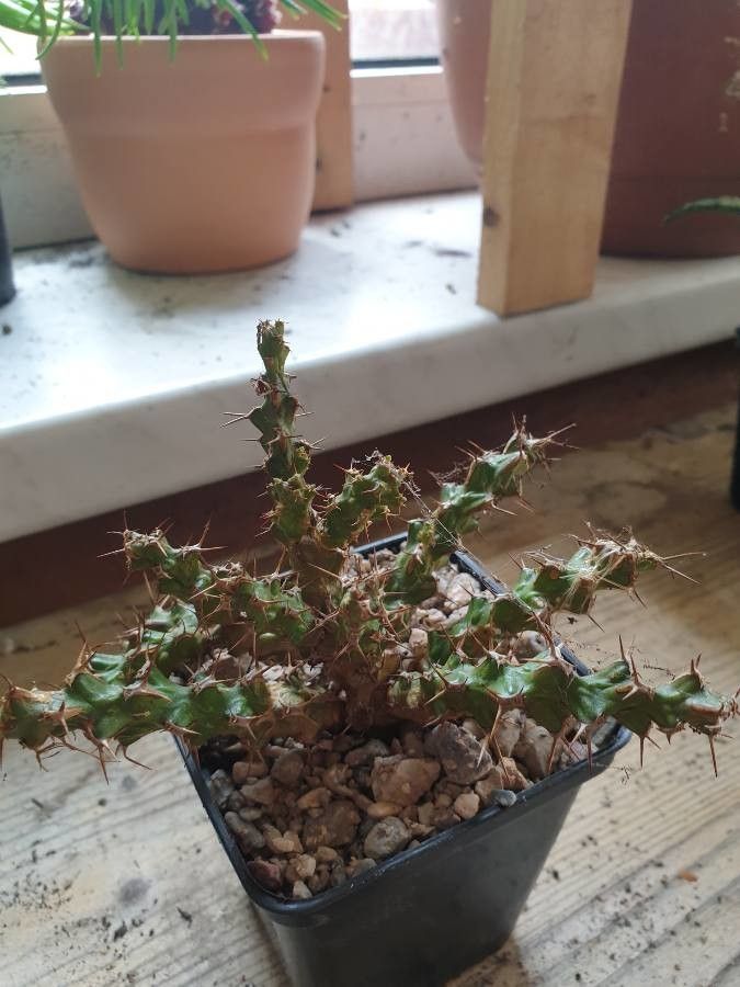 Euphorbia lenewtonii bark