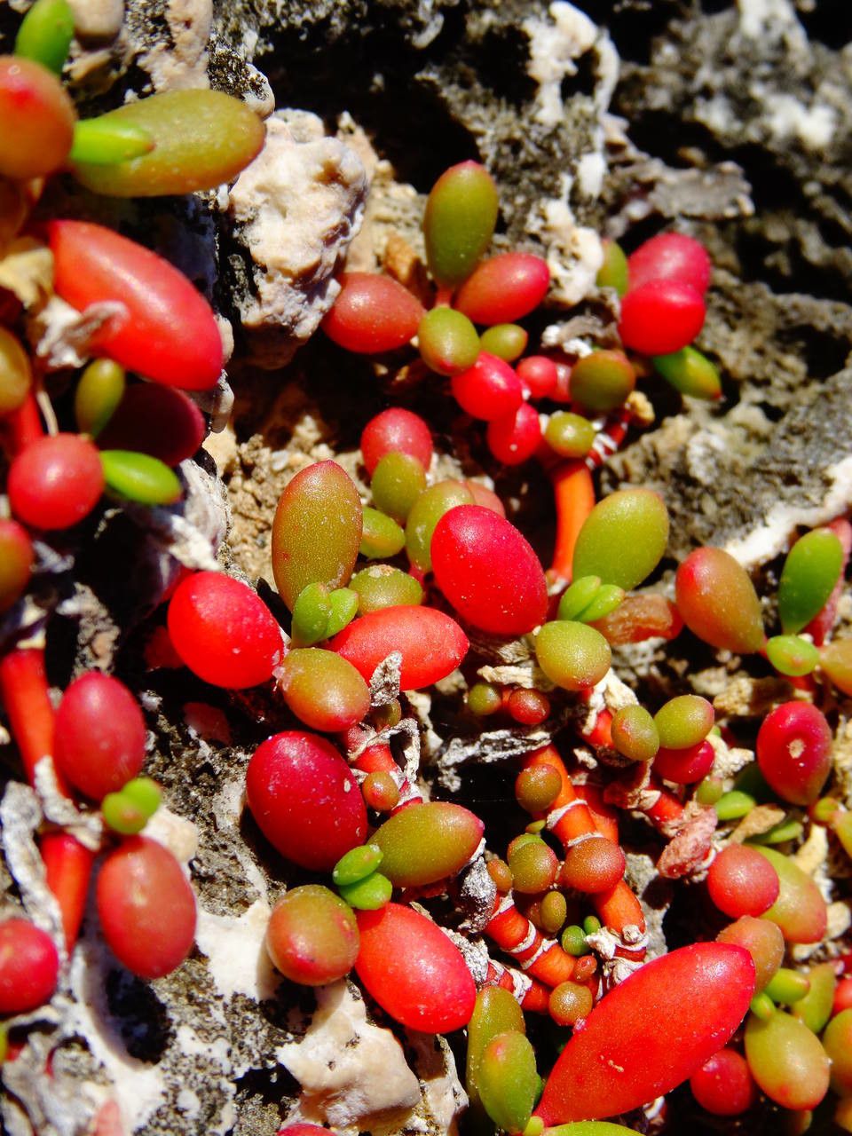 Sesuvium portulacastrum fruit
