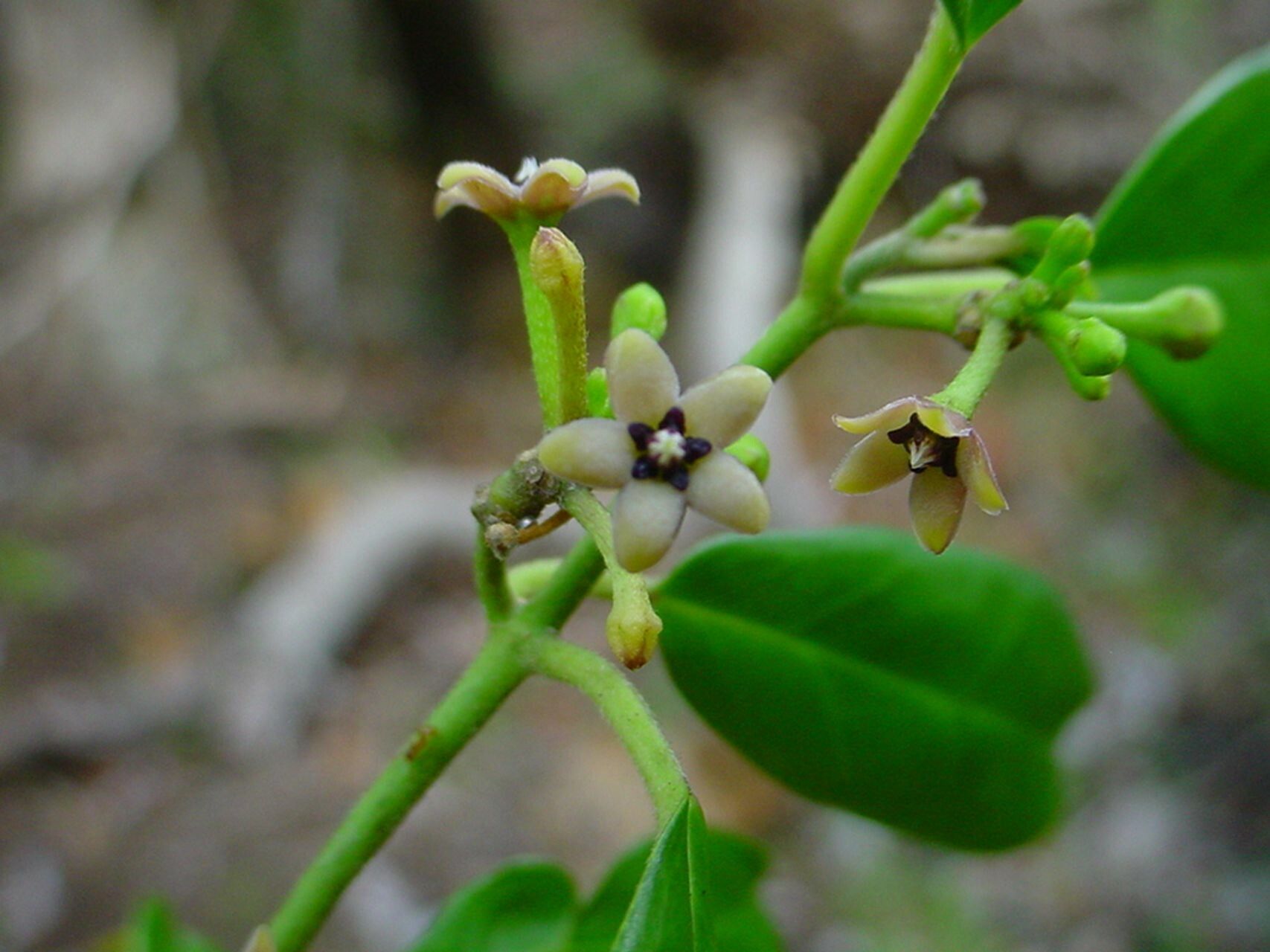 Leichhardtia variifolia flower