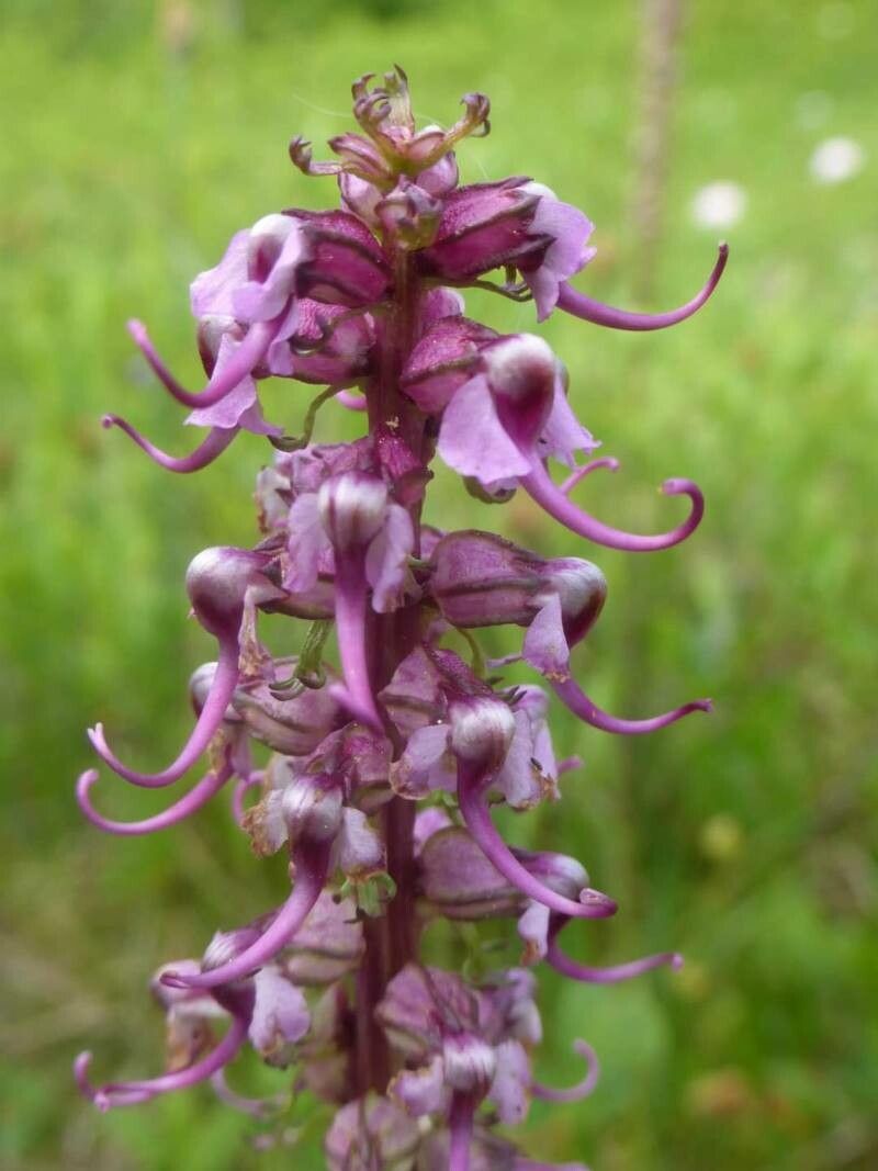 Pedicularis groenlandica flower