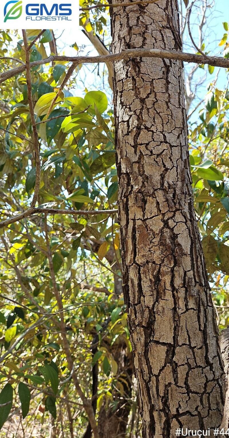Caryocar cuneatum bark