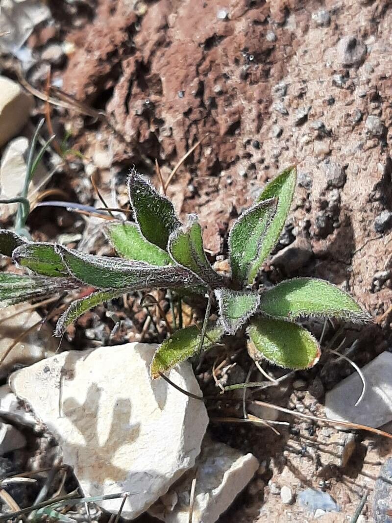 Silene littorea — search result for 'Silene'