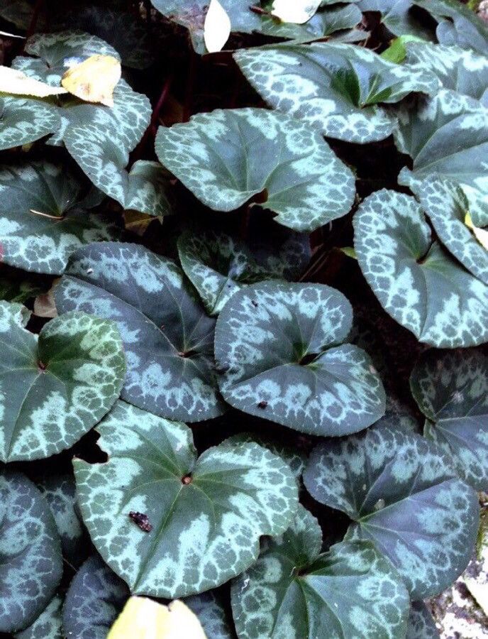 Cyclamen purpurascens leaf