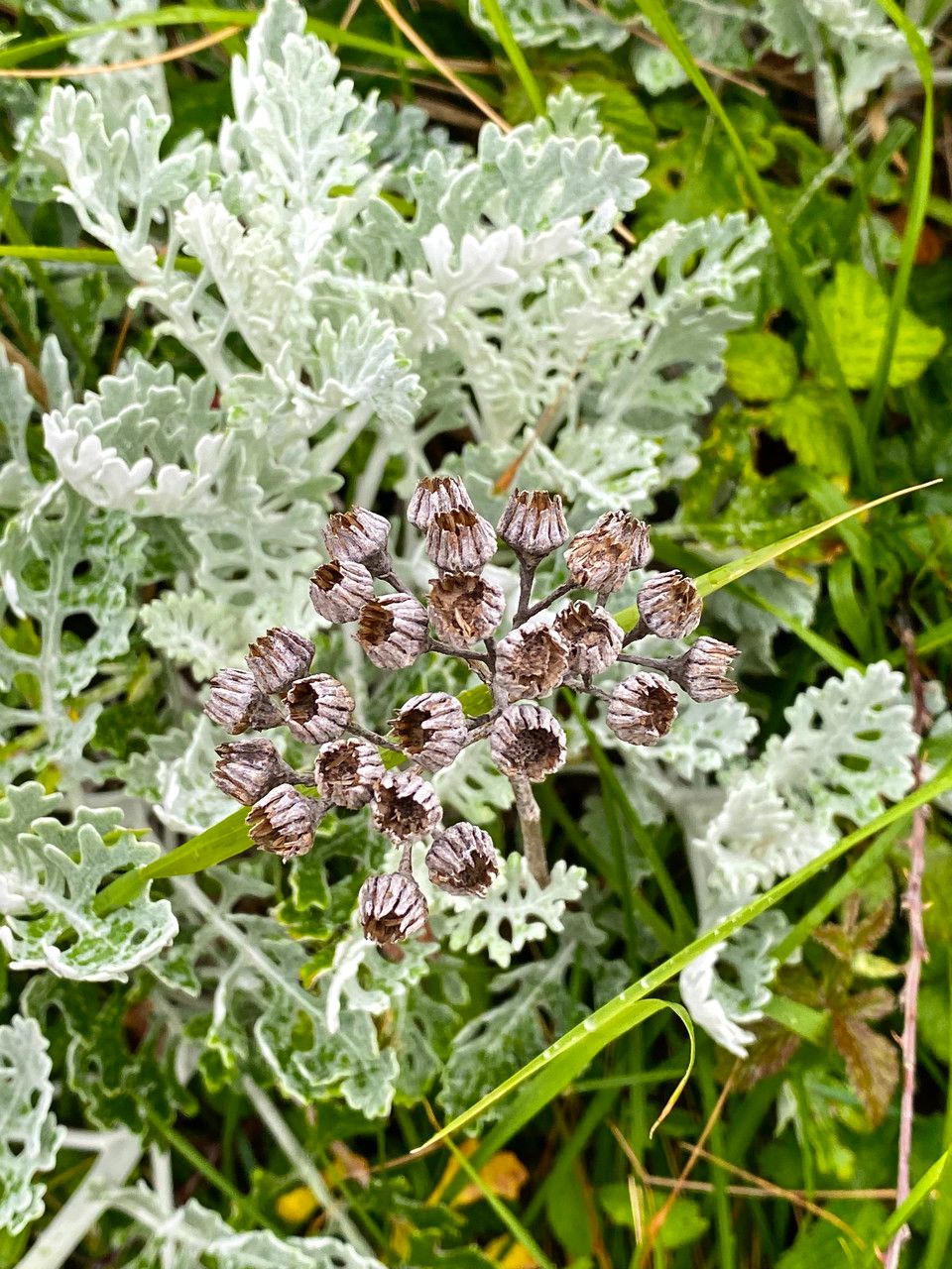 Jacobaea leucophylla flower