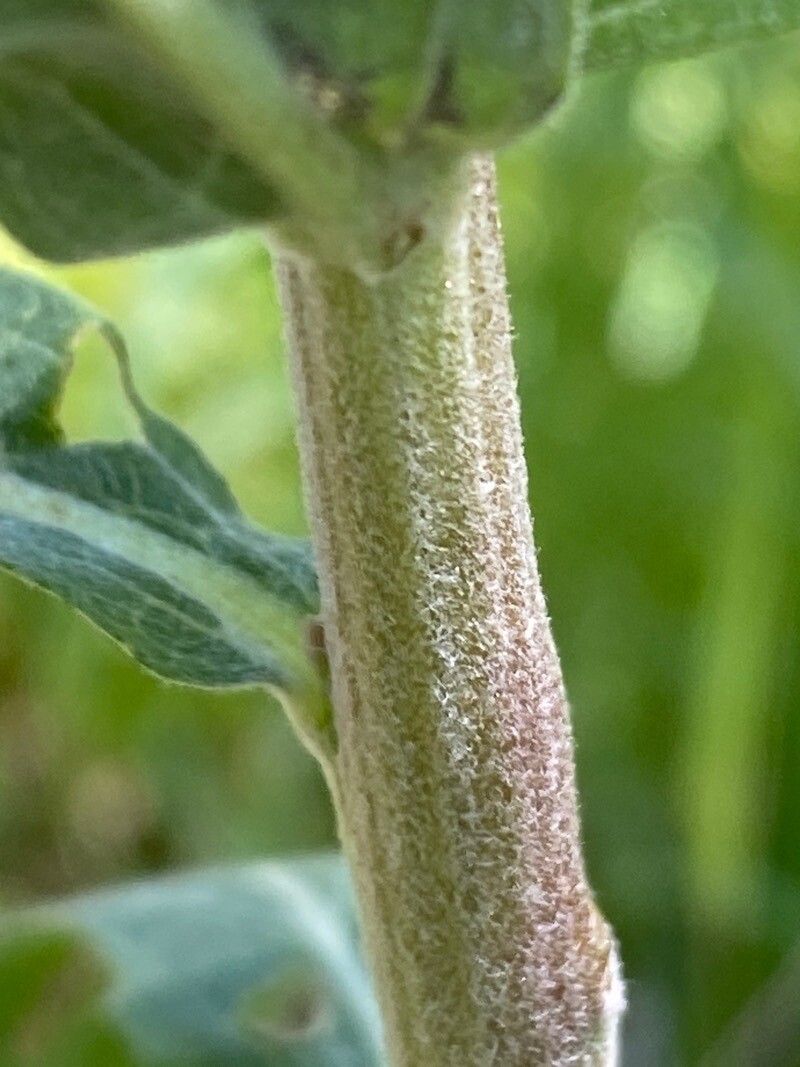 Pentanema helveticum bark