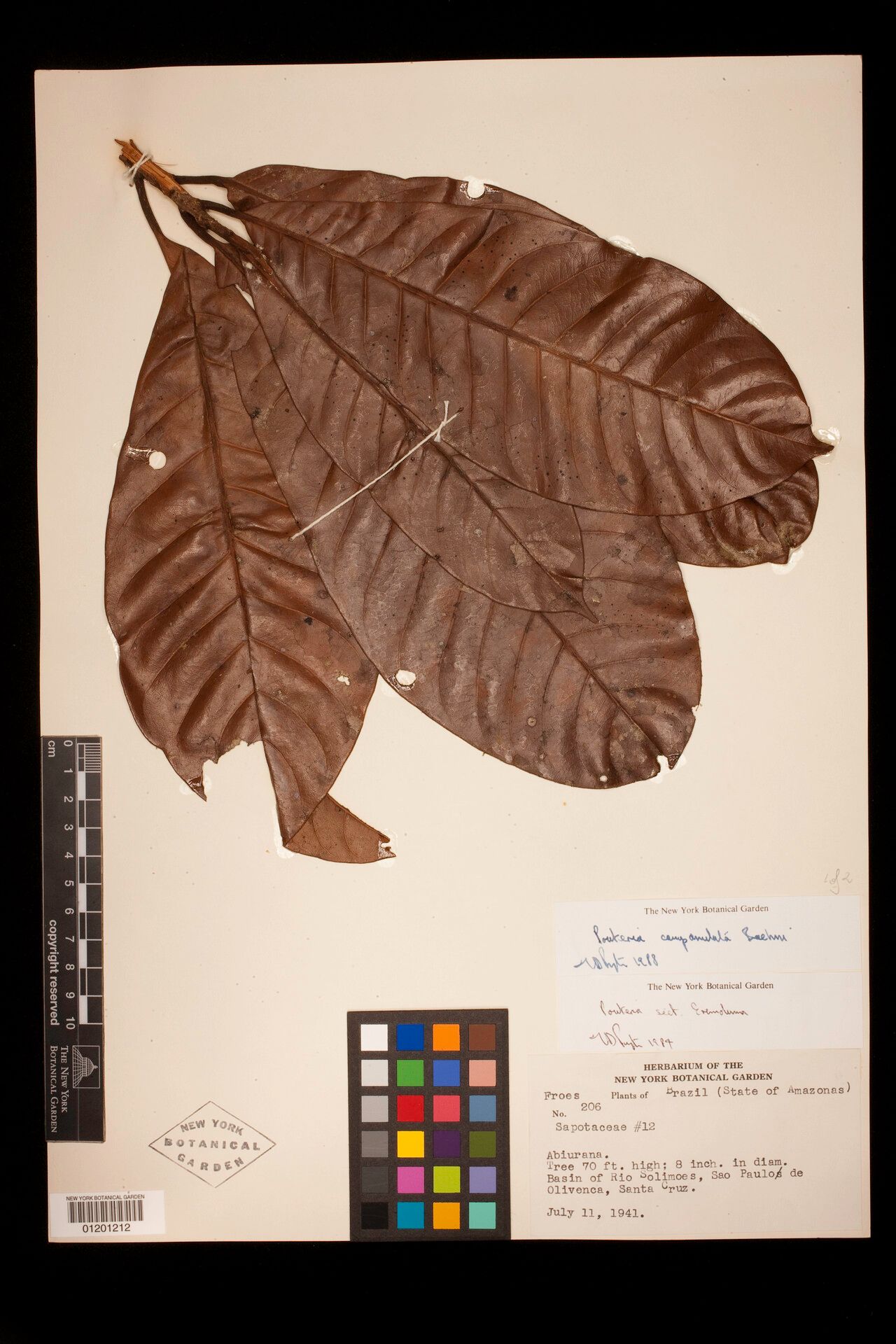 Pouteria campanulata — houseplant care guide