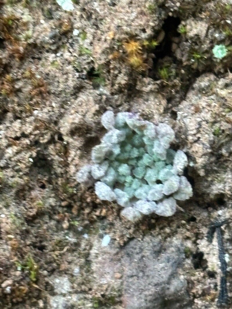 Monanthes minima leaf