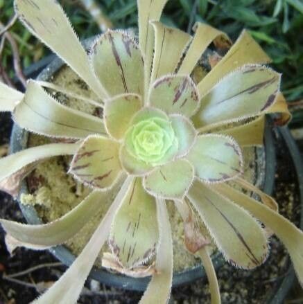 Aeonium rubrolineatum leaf