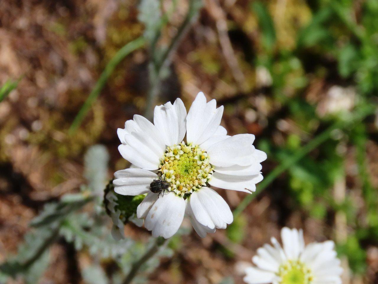 Achillea barrelieri flower