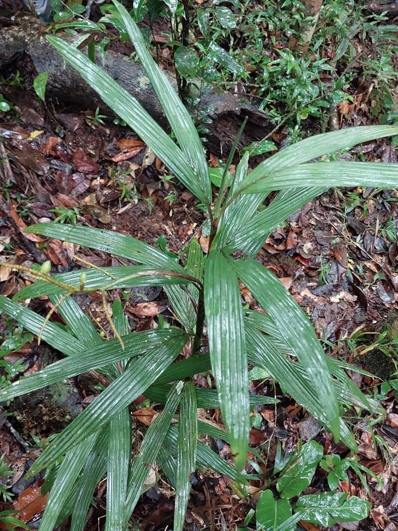 Dypsis concinna habit
