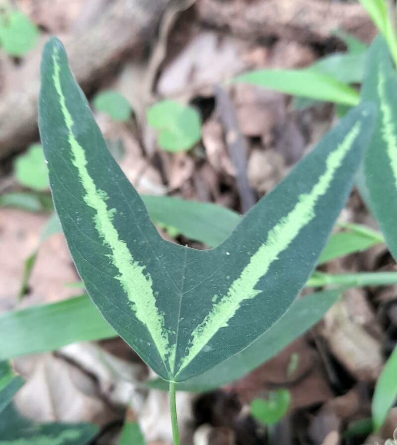 Passiflora tricuspis — houseplant care guide