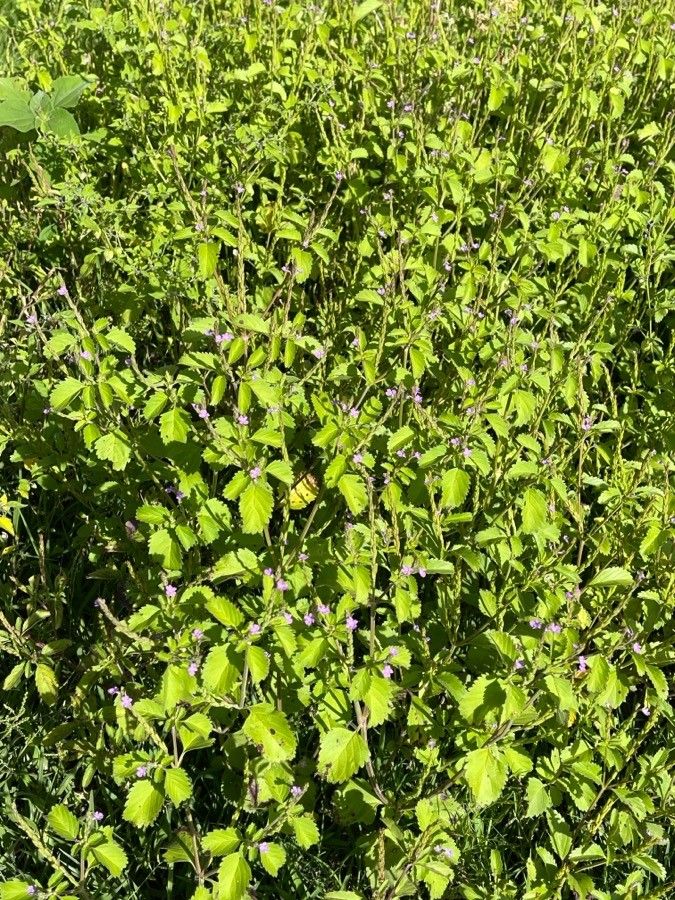 Bouchea prismatica habit