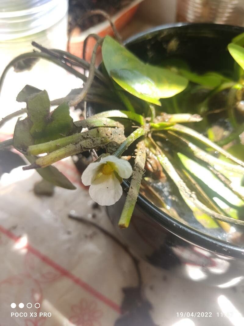 Sagittaria guayanensis flower