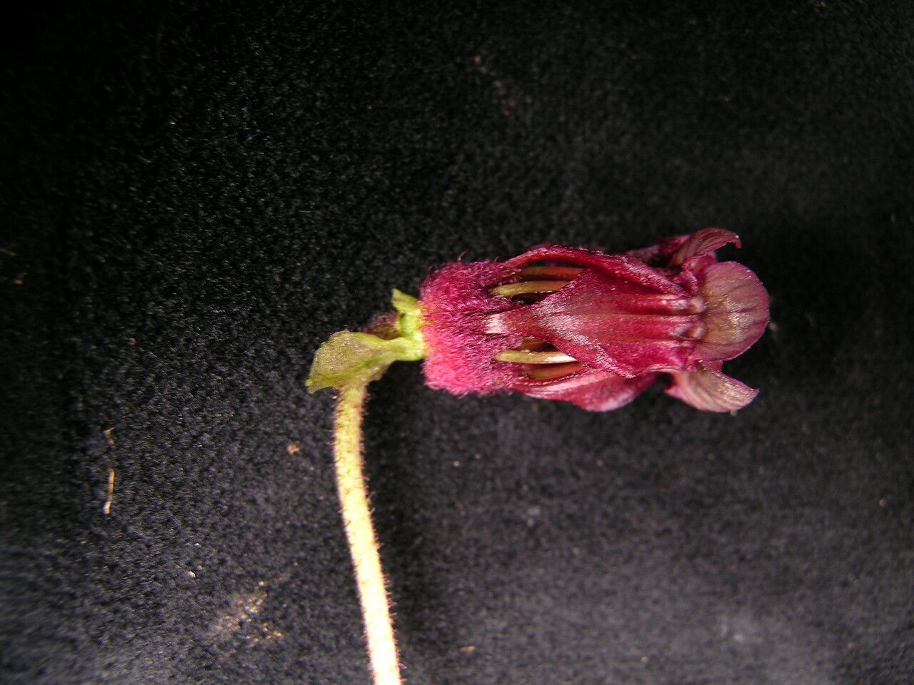 Silene vautierae flower