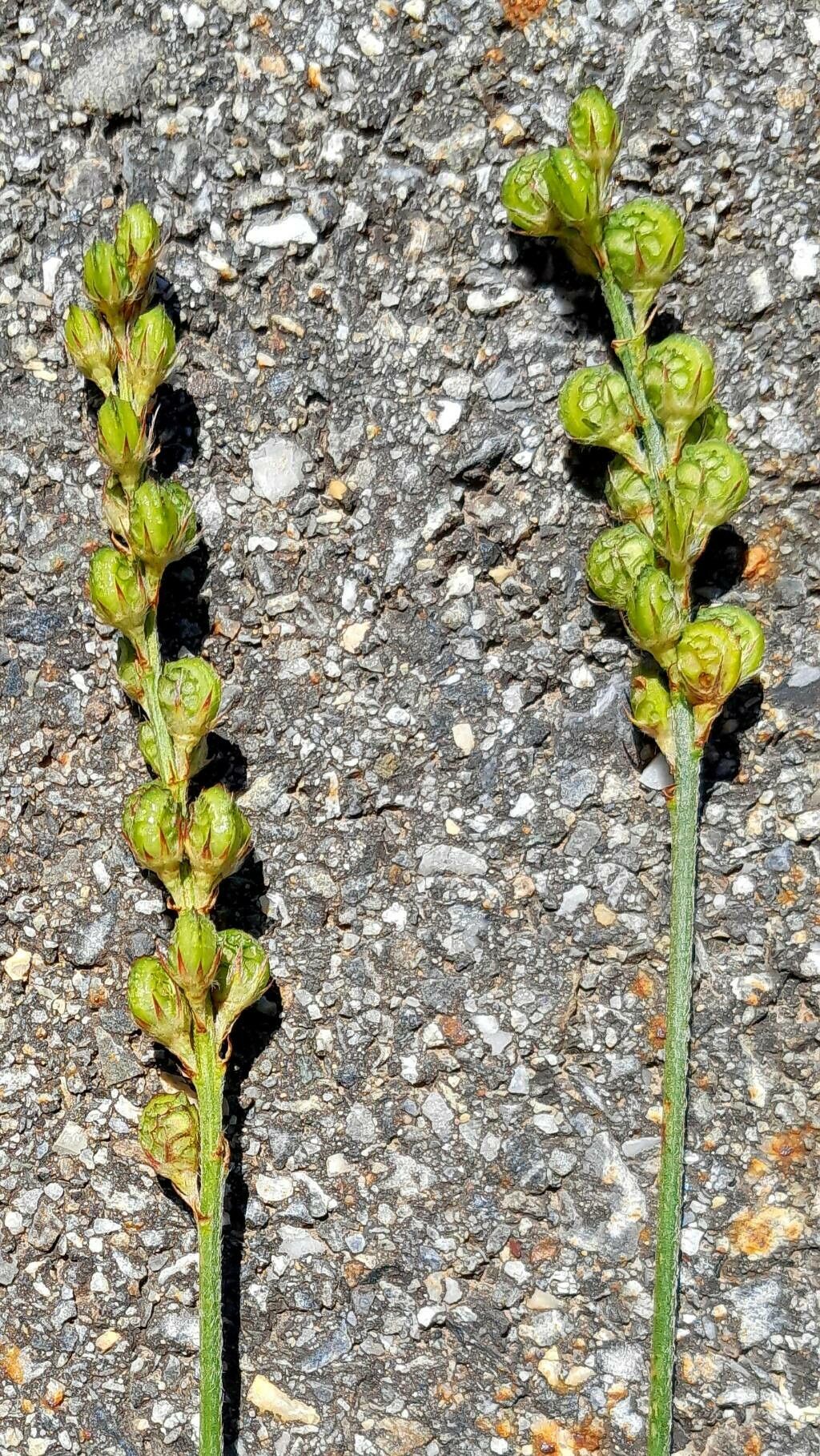 Onobrychis saxatilis fruit
