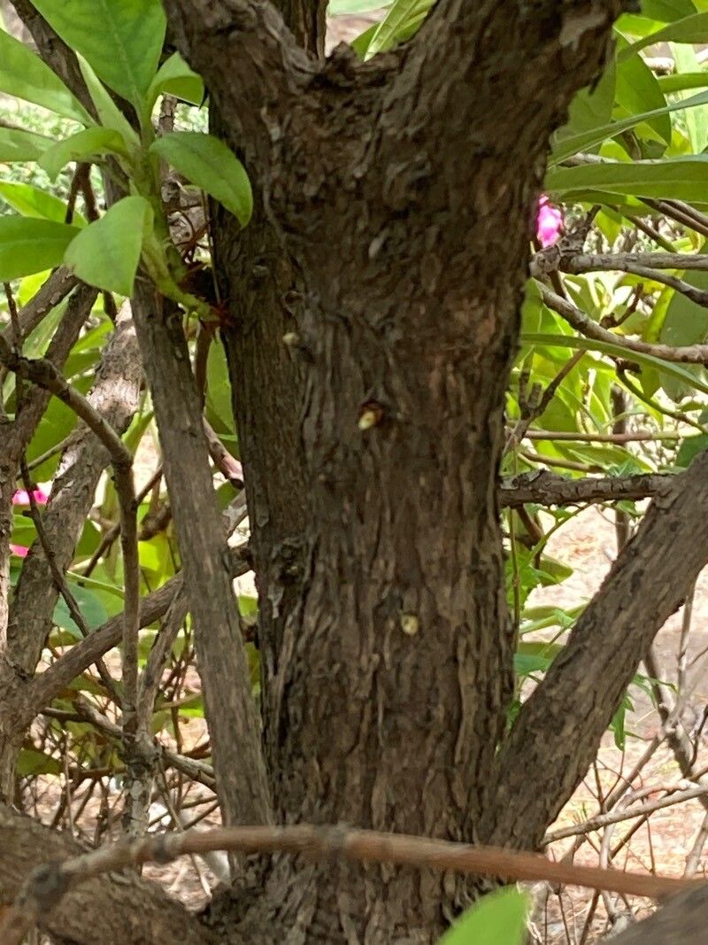 Rhododendron × hybridum bark