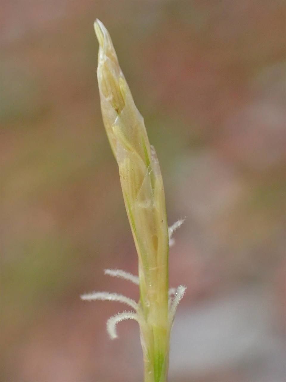 Carex alba fruit