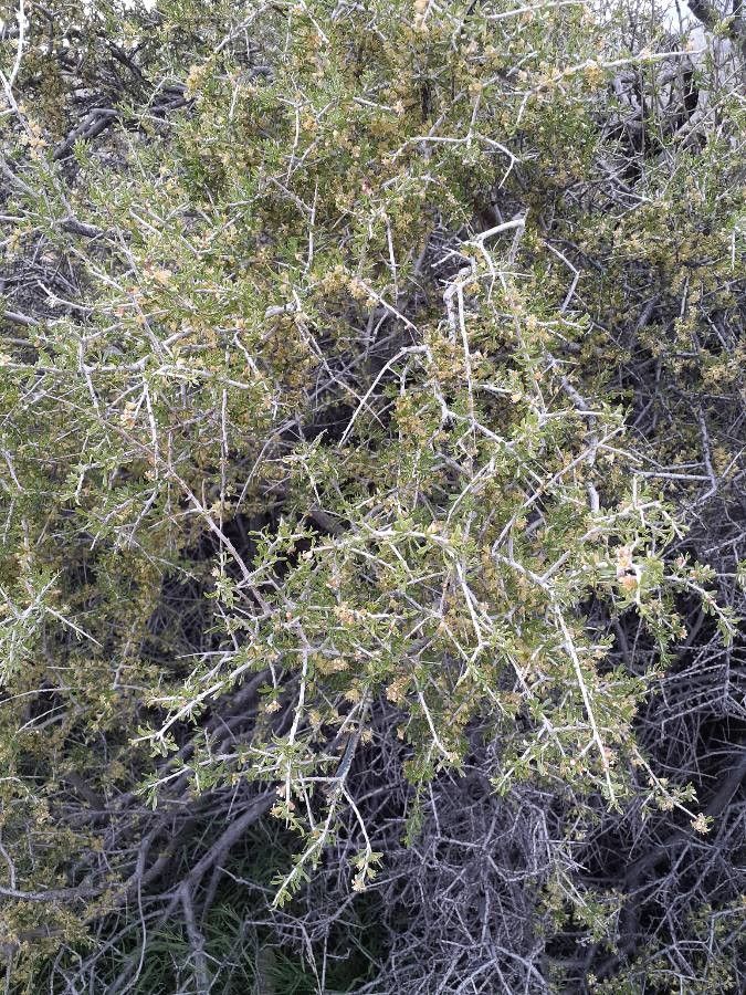 Ziziphus parryi — search result for 'Ziziphus'