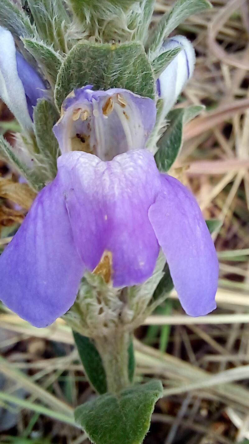 Justicia chrysotrichoma flower