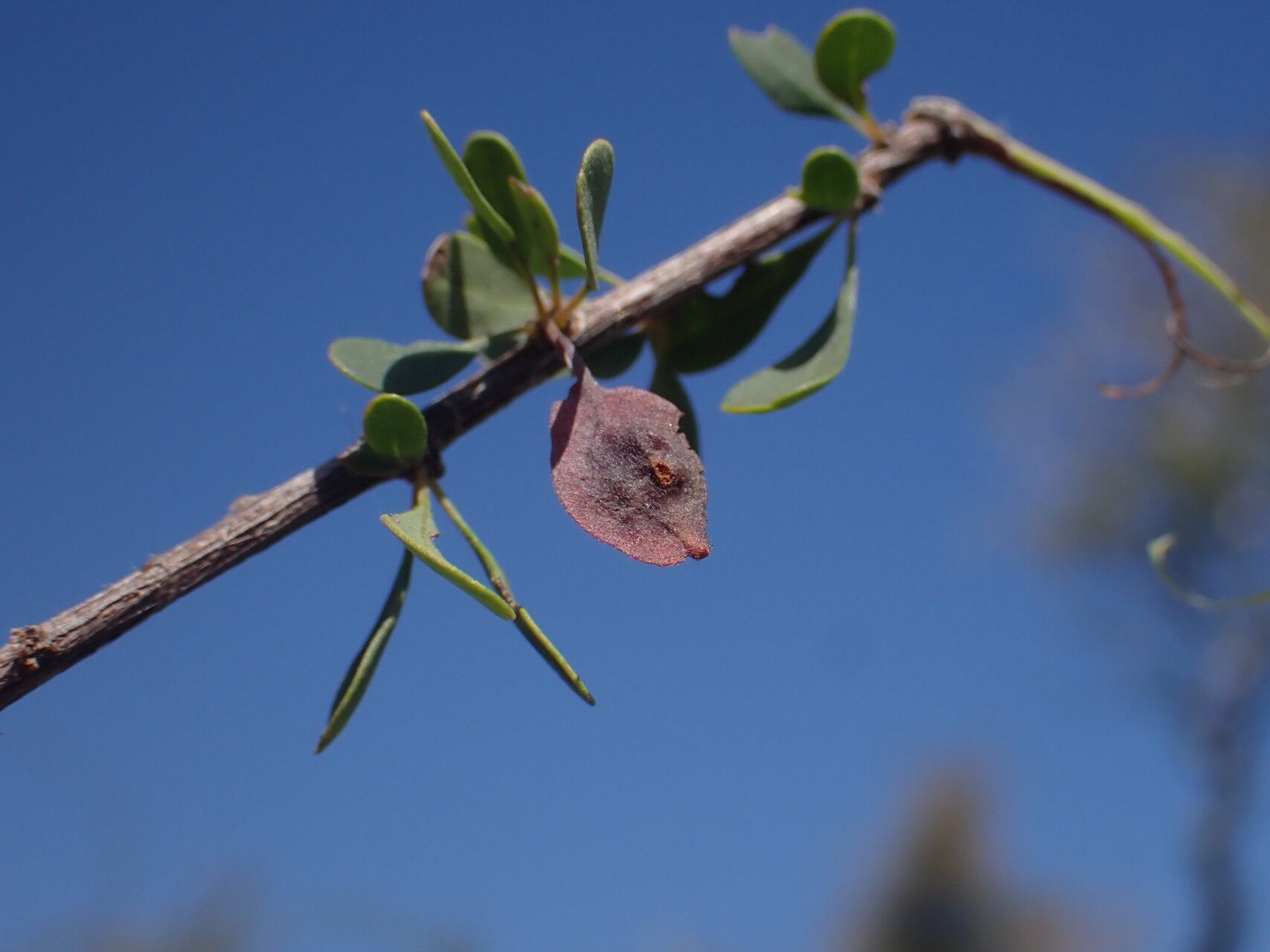 Terminalia gracilipes — houseplant care guide
