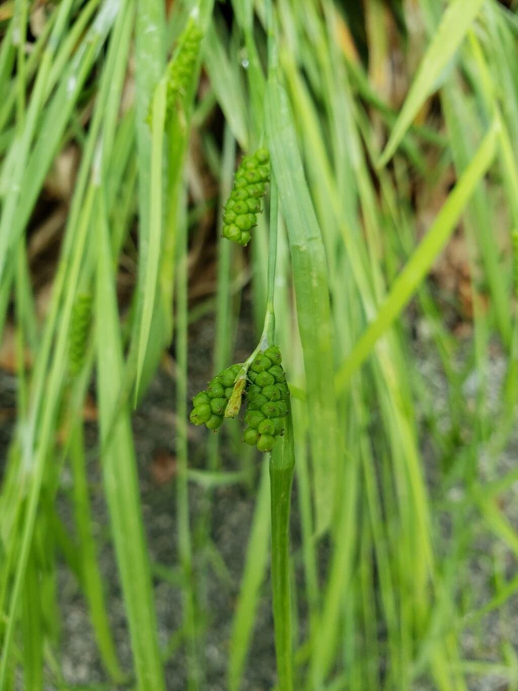 Carex granularis flower