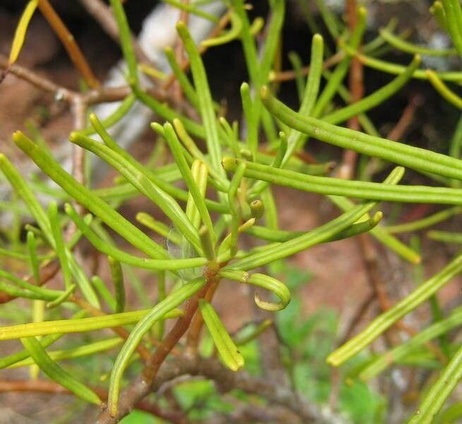 Calandrinia galapagosa — houseplant care guide