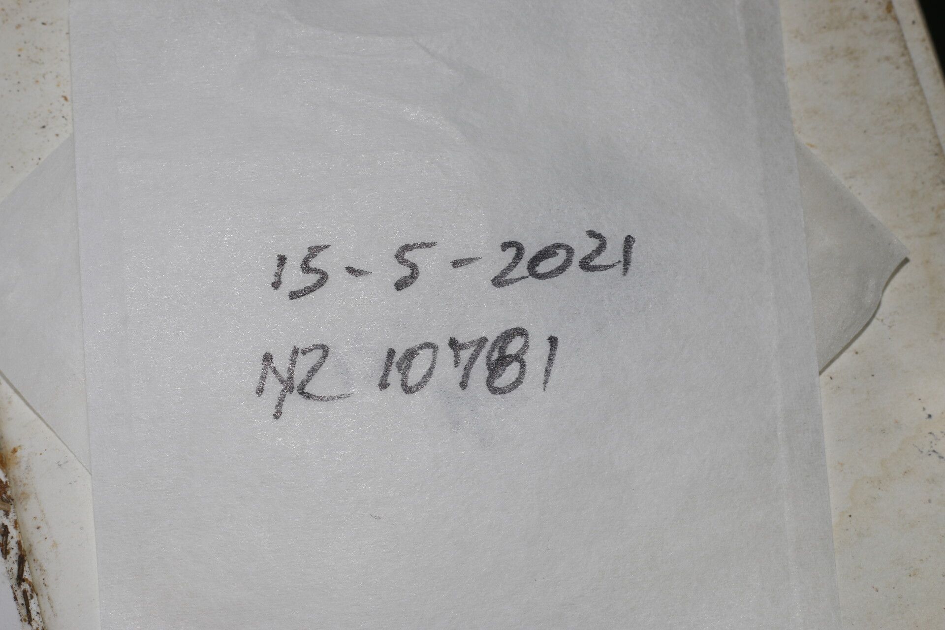 Acalypha schiedeana other