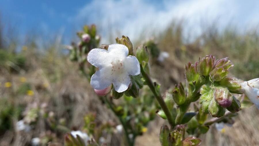 Anchusa calcarea flower