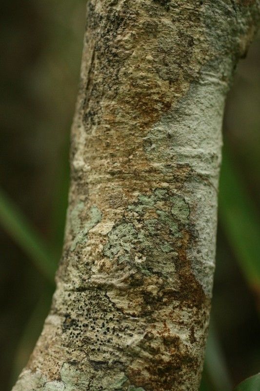 Homalium paniculatum bark