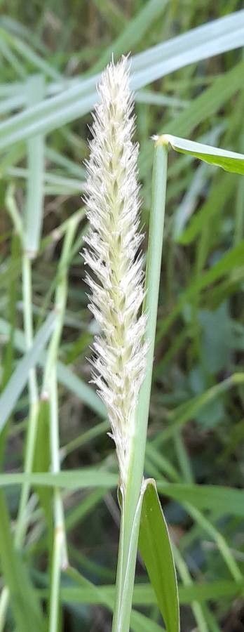 Pennisetum nervosum — search result for 'Pennisetum'