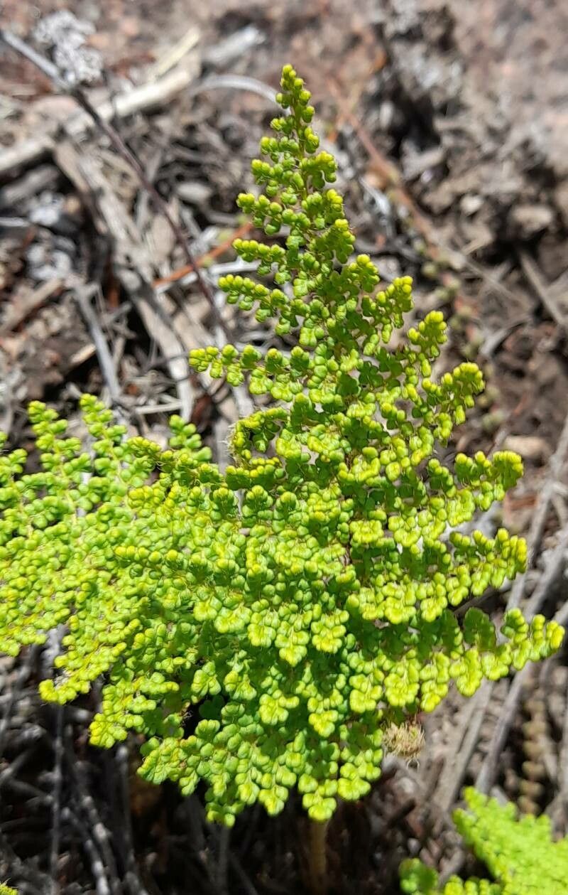 Cheilanthes myriophylla — search result for 'Cheilanthes'