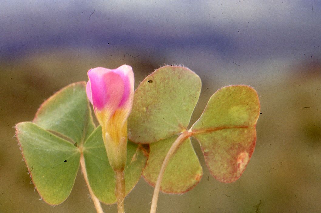 Oxalis obliquifolia — search result for 'Oxalis'