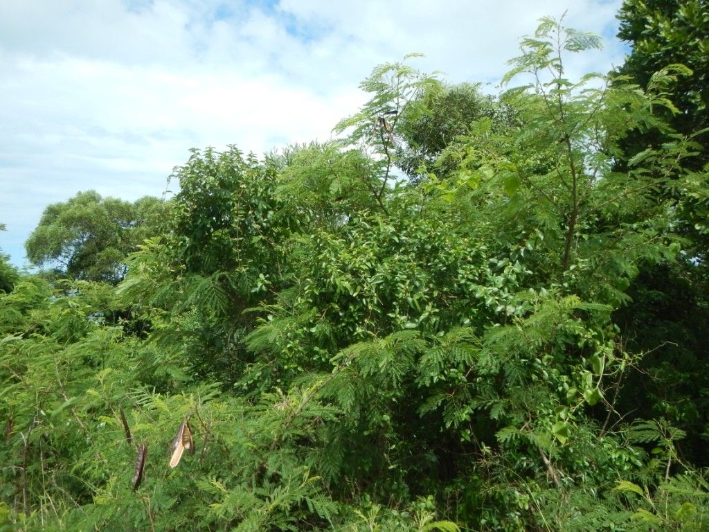 Gymnema tricholepis habit