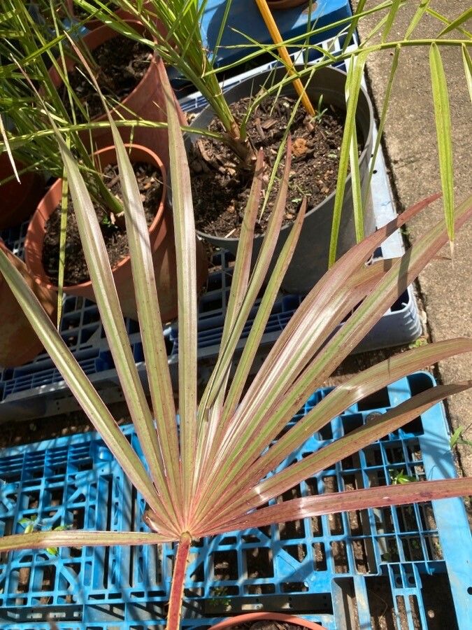 Livistona mariae — search result for 'Arecaceae'