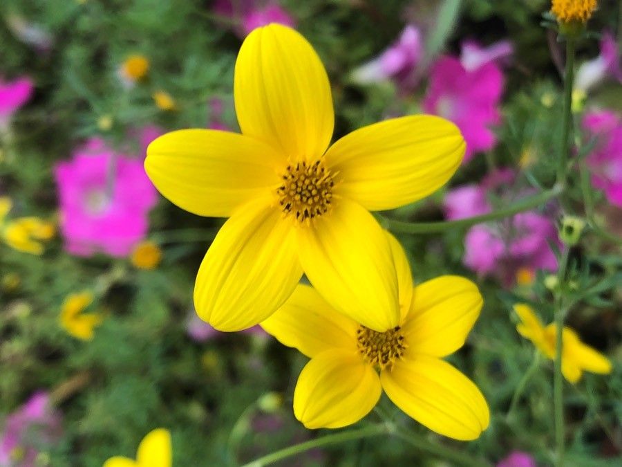 Bidens ferulifolia flower