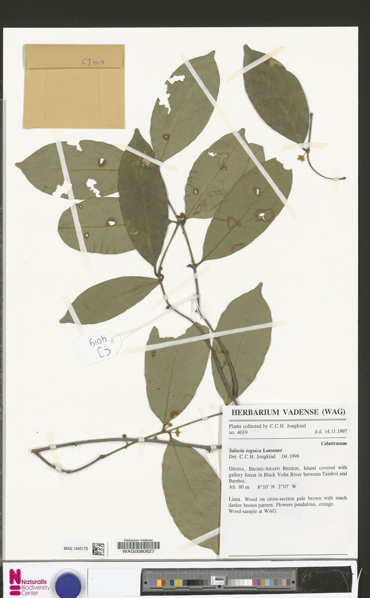 Salacia togoica — houseplant care guide